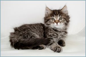 Male Siberian Kitten from Deedlebug Siberians